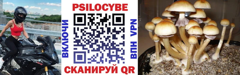 Псилоцибиновые грибы Psilocybine cubensis  как найти наркотики  Урень 